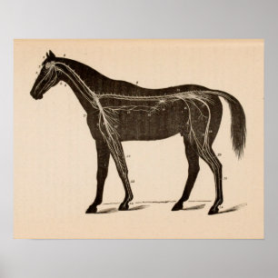 Poster Système nerveux du cheval Anatomie Vintage Impress