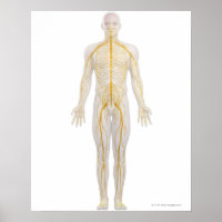 Système nerveux humain 2