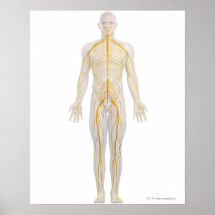 Poster Système nerveux humain 2