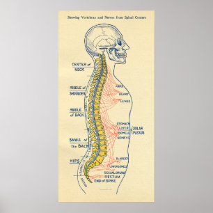 Poster Système nerveux nerveux autonome Nerves spinales