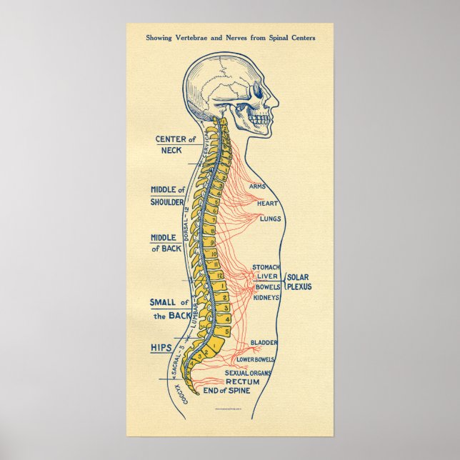 Poster Système nerveux nerveux autonome Nerves spinales (Devant)