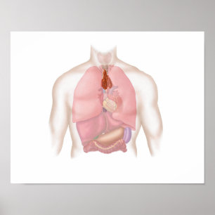 Poster Système Respiratoire Et Digestif Humain