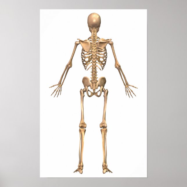 Poster Système Skeletal humain, Vue arrière (Devant)