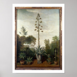 Poster T33047 un jardin botanique