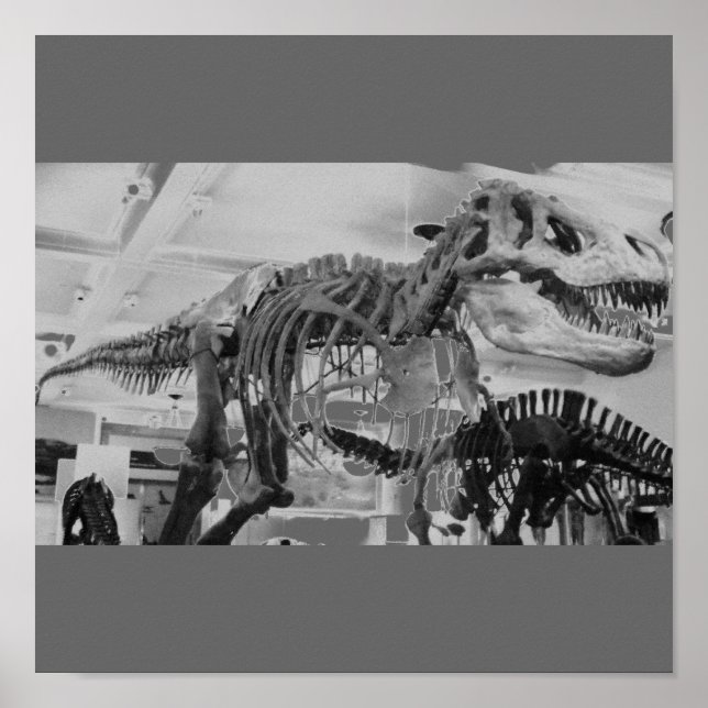 Poster T-Rex Squelette B+W (Devant)