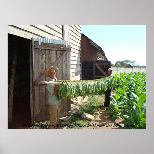 Poster Tabac entrant dans la berne Curing Pinar del Rio C (Devant)