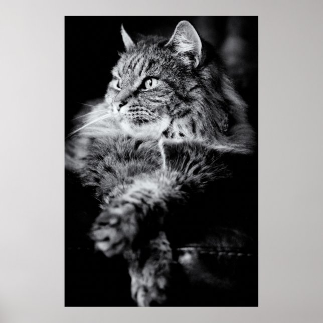 Poster Tabby à cheveux longs en argent (Devant)