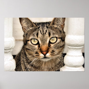 Poster Tabby Cat