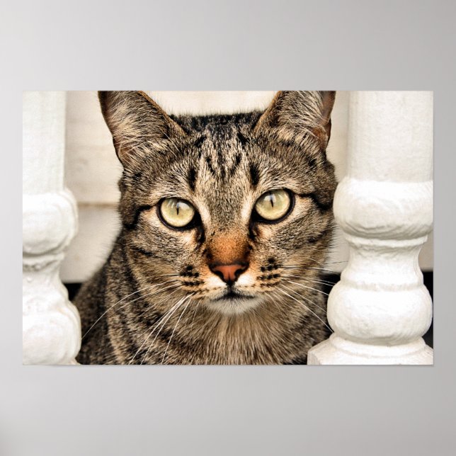 Poster Tabby Cat (Devant)