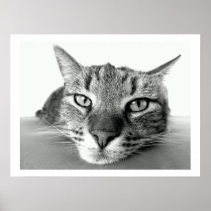 Poster Tabby Cat Face