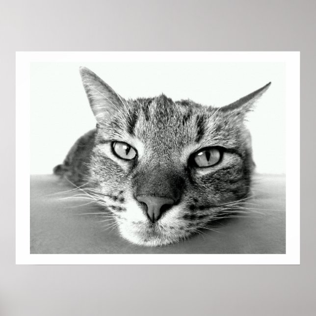 Poster Tabby Cat Face (Devant)