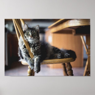 Poster Tabby Cat on Woooody Dining Chair Photo Imprimer