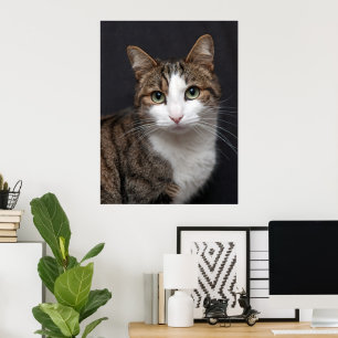 Poster Tabby Chat avec yeux verts contre Arrière - plan n