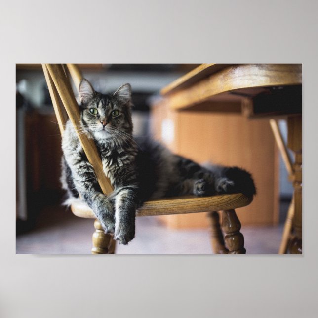 Poster Tabby Chat sur Chaise à manger en bois Imprimer (Devant)