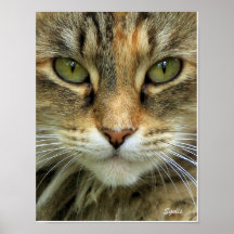 Tabby Feral Chat with Green Eyes Portrait Imprimer