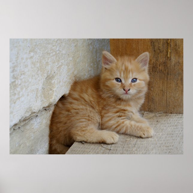 Poster Tabby Tomcat Kitten (Devant)