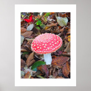 Poster Tabouret rouge, Amanita muscaria