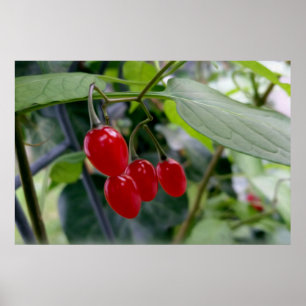 Poster Taches rouges d'automne