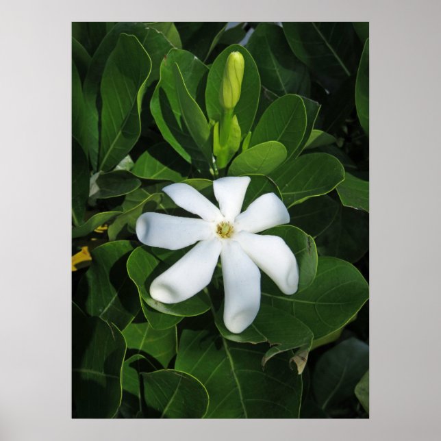 Poster Tahitian Gardenia (Devant)