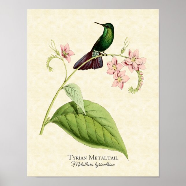 Poster Tail métallique tyrienne Hummingbird Art Imprimer (Devant)