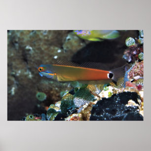 Poster Tail Spot Blenny