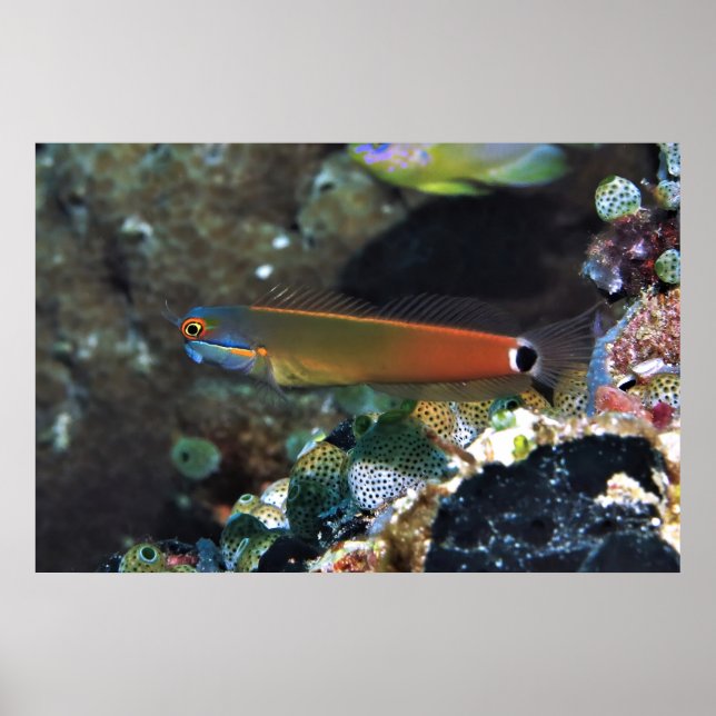 Poster Tail Spot Blenny (Devant)