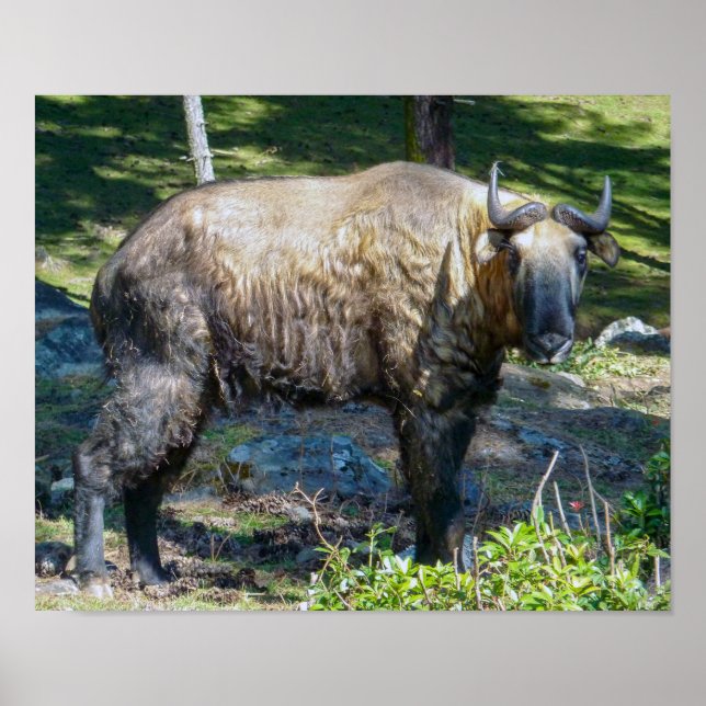 Poster Takin, animal national du Bhoutan - Himalaya, Asie (Devant)