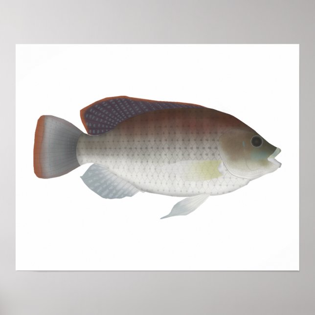 Poster Talipia bleu (Devant)