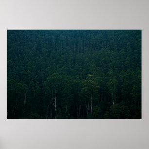 POSTER TALL GREEN TREES