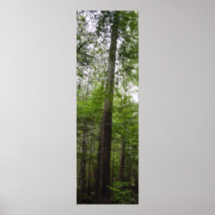 Poster TALL TREE dans l'affiche d'art forestier