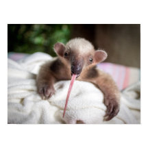 Poster Tamandua