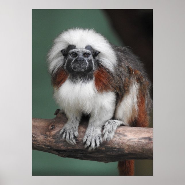 Poster Tamarin au dessus du coton (Devant)