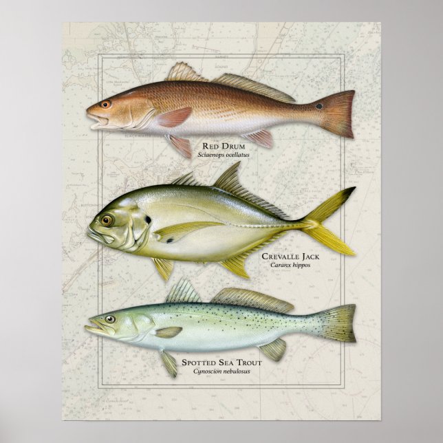 Poster Tambour rouge, Jack Crevalle, Trio truite de mer (Devant)