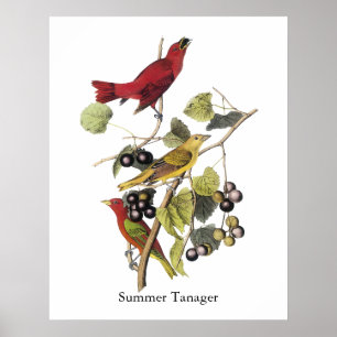 Poster Tanager d'été par John Audubon