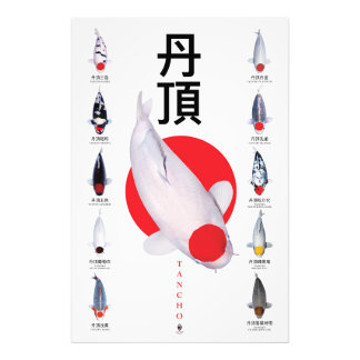 Poster Tancho Collection Koi - 10 variétés