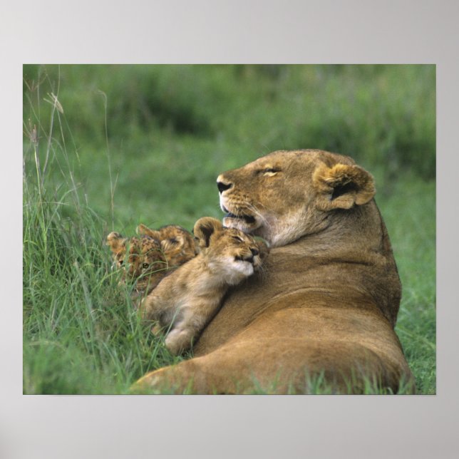 Poster Tanzanie, cratère de Ngorongoro. Mère des lions af (Devant)