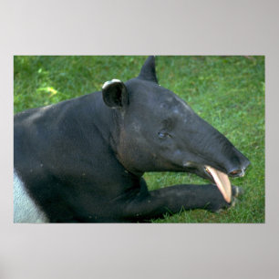 Poster Tapir