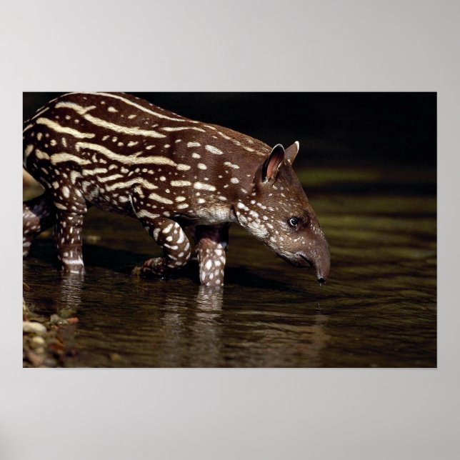 Poster Tapir brésilien, jeune veau au bord de la rivière (Devant)