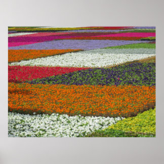 Poster Tapis de fleurs