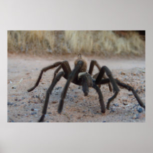 Poster Tarantula
