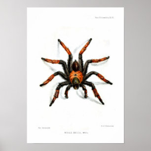 Poster tarantule à jambe rouge mexicaine