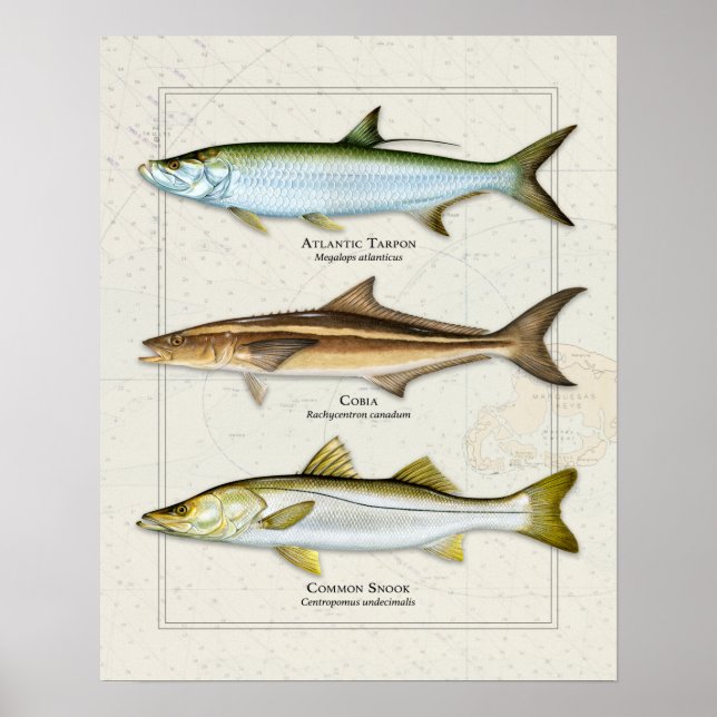 Poster Tarpon, Cobia, Trio Snook (Devant)