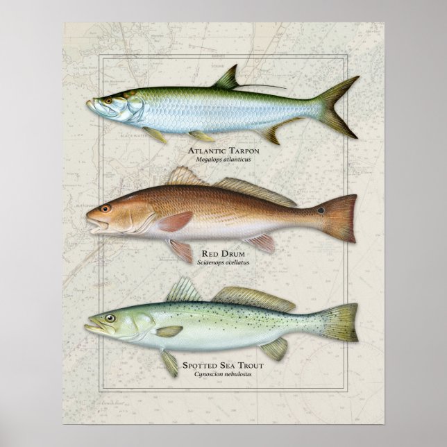 Poster Tarpon, Tambour rouge, trio truite de mer (Devant)