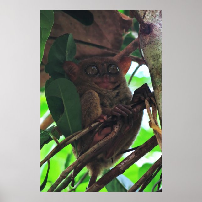 Poster Tarsier (Devant)