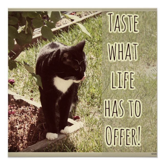 Poster Taste Life Motivational Cat Photo Citation (Devant)