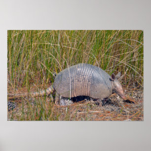 Poster Tatou, Bear Island Wildlife Area, S. Caroline