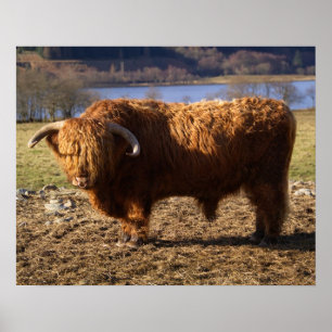 Poster Taureau Highland Cattle, Écosse