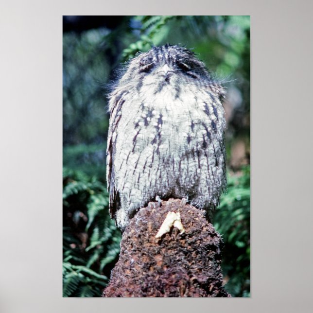 Poster Tawny Frogmouth, Tasmanie - Australie (Devant)