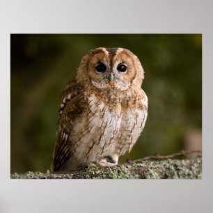 Poster Tawny Owl