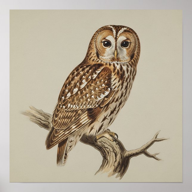 Poster Tawny Owl Perched on Branch (Devant)